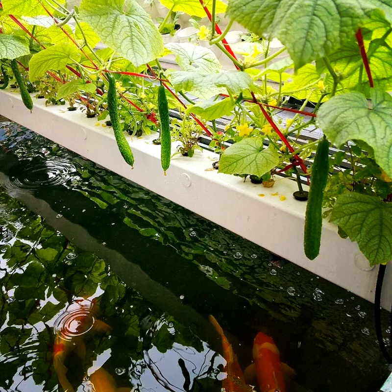 张家界市植物工厂鱼菜共生 - 厂家